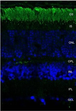 Rhodopsin Mouse anti-Amphibian, Avian, Fish, Mammalia, Clone: 4D2, Novus